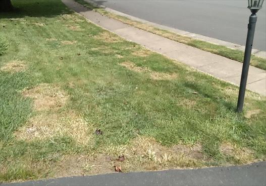 bare, spotty lawn